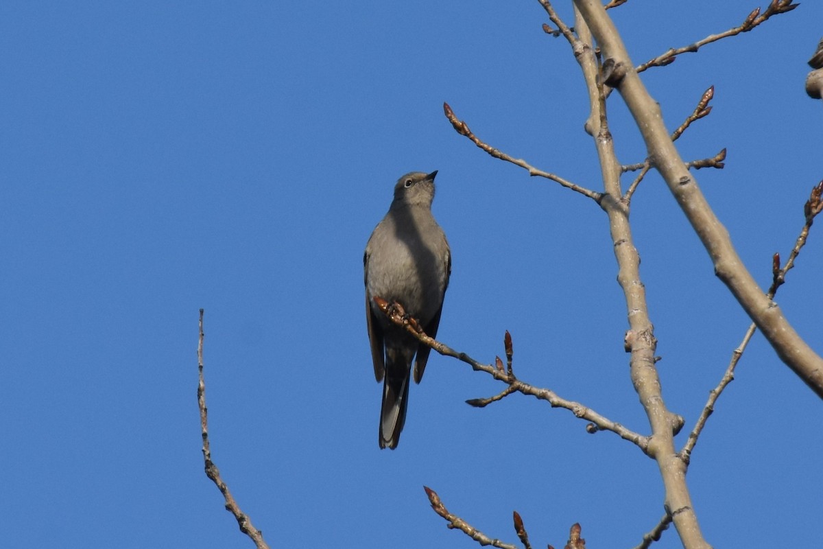 Townsend's Solitaire - ML614575275