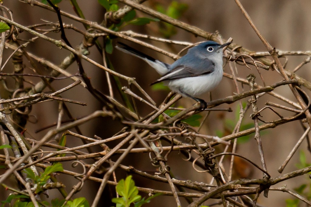 Blue-gray Gnatcatcher - Louis Shackleton