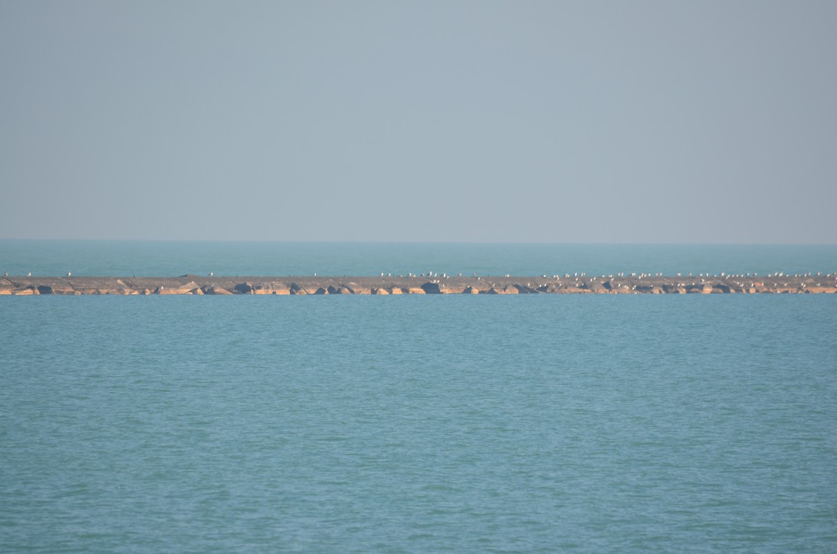 racek mořský - ML614575306