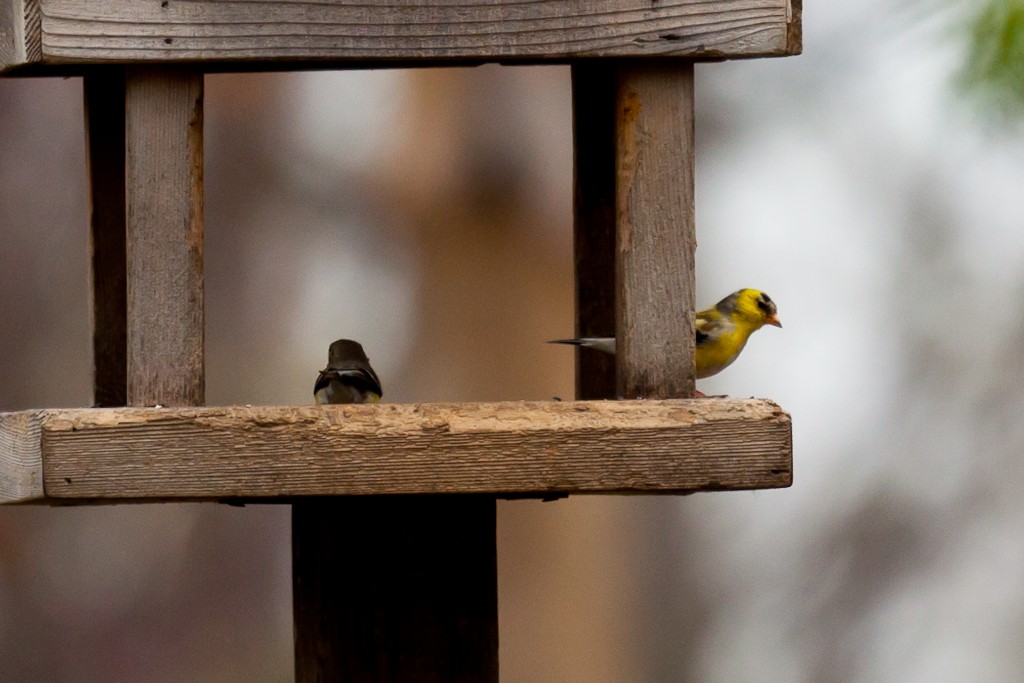 American Goldfinch - ML614575309