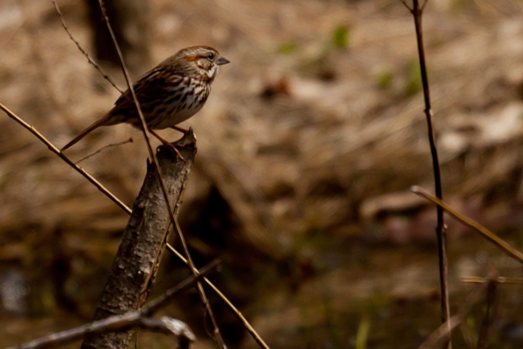 Song Sparrow - Louis Shackleton