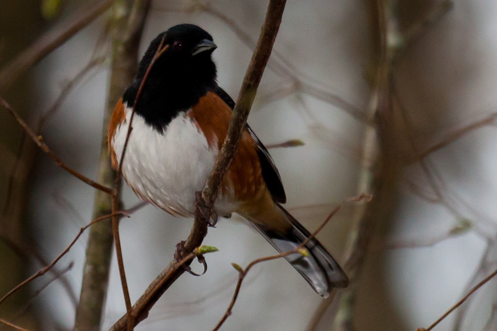 Eastern Towhee - Louis Shackleton