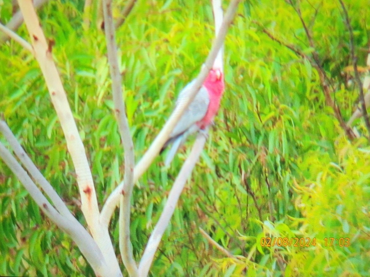 Galah - Bonnie Lee Davidson