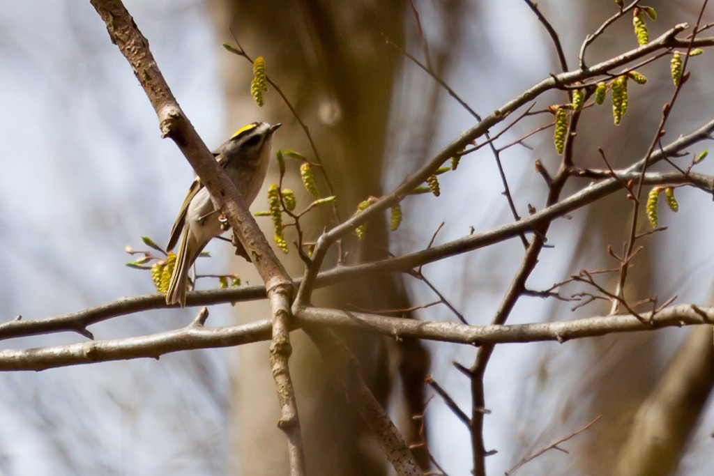 Golden-crowned Kinglet - Louis Shackleton