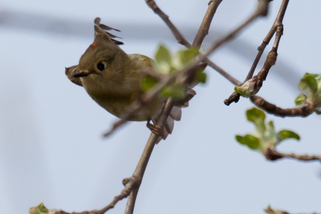 Ruby-crowned Kinglet - ML614575383