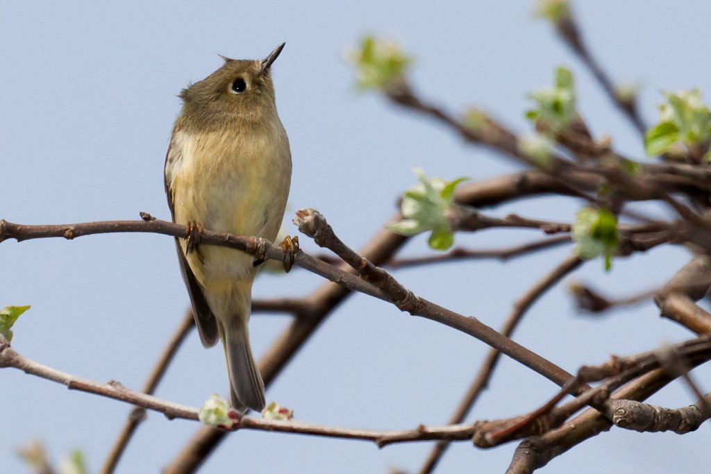 Ruby-crowned Kinglet - Louis Shackleton