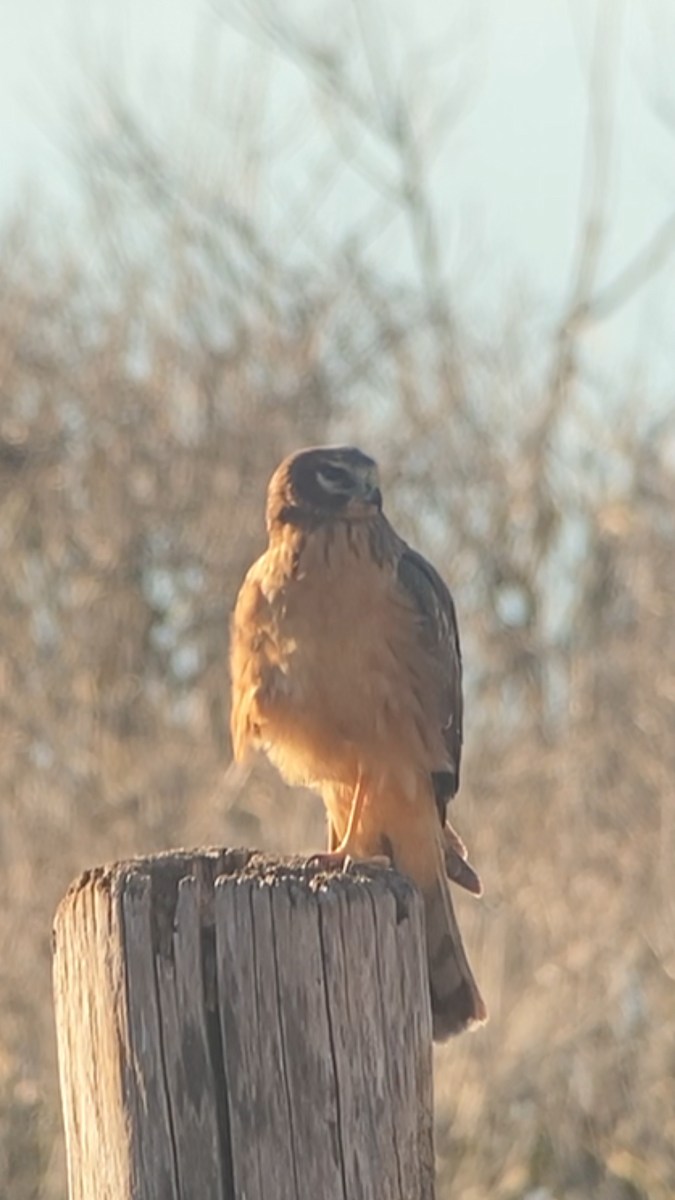 Northern Harrier - ML614575430