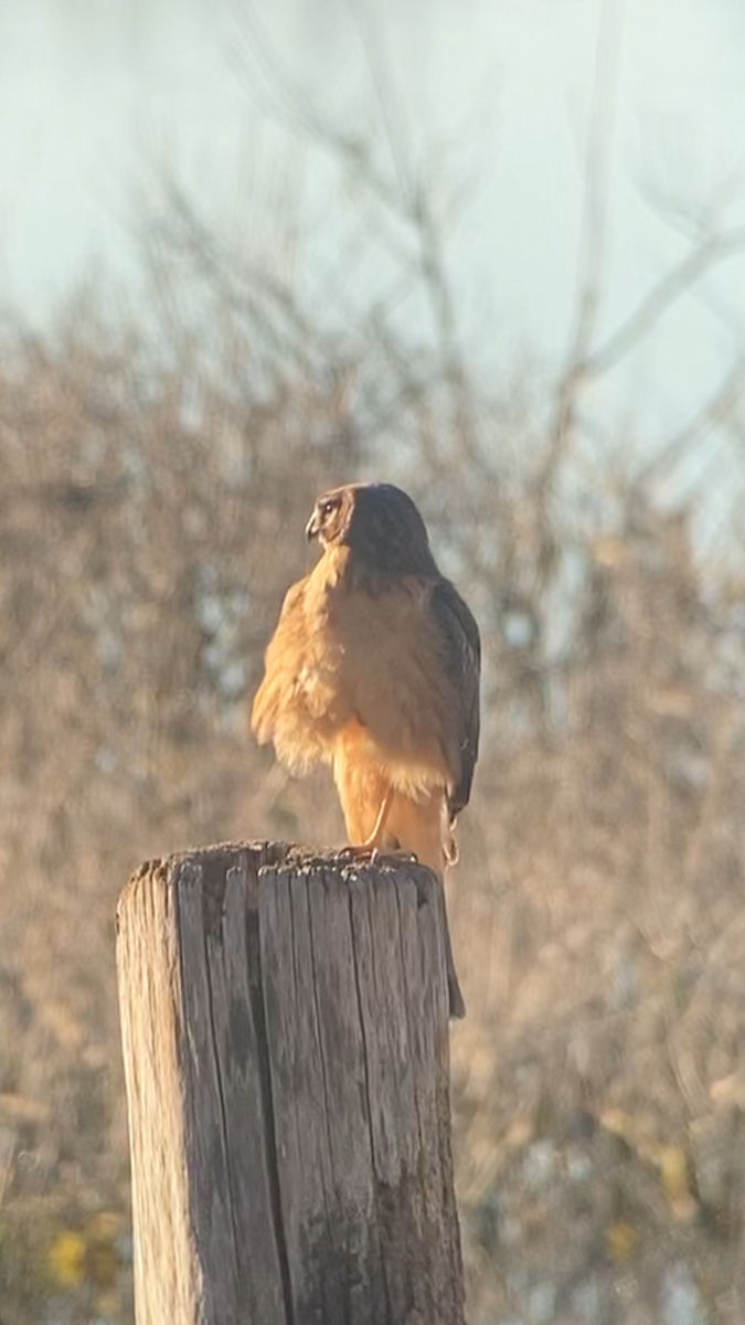 Northern Harrier - ML614575431