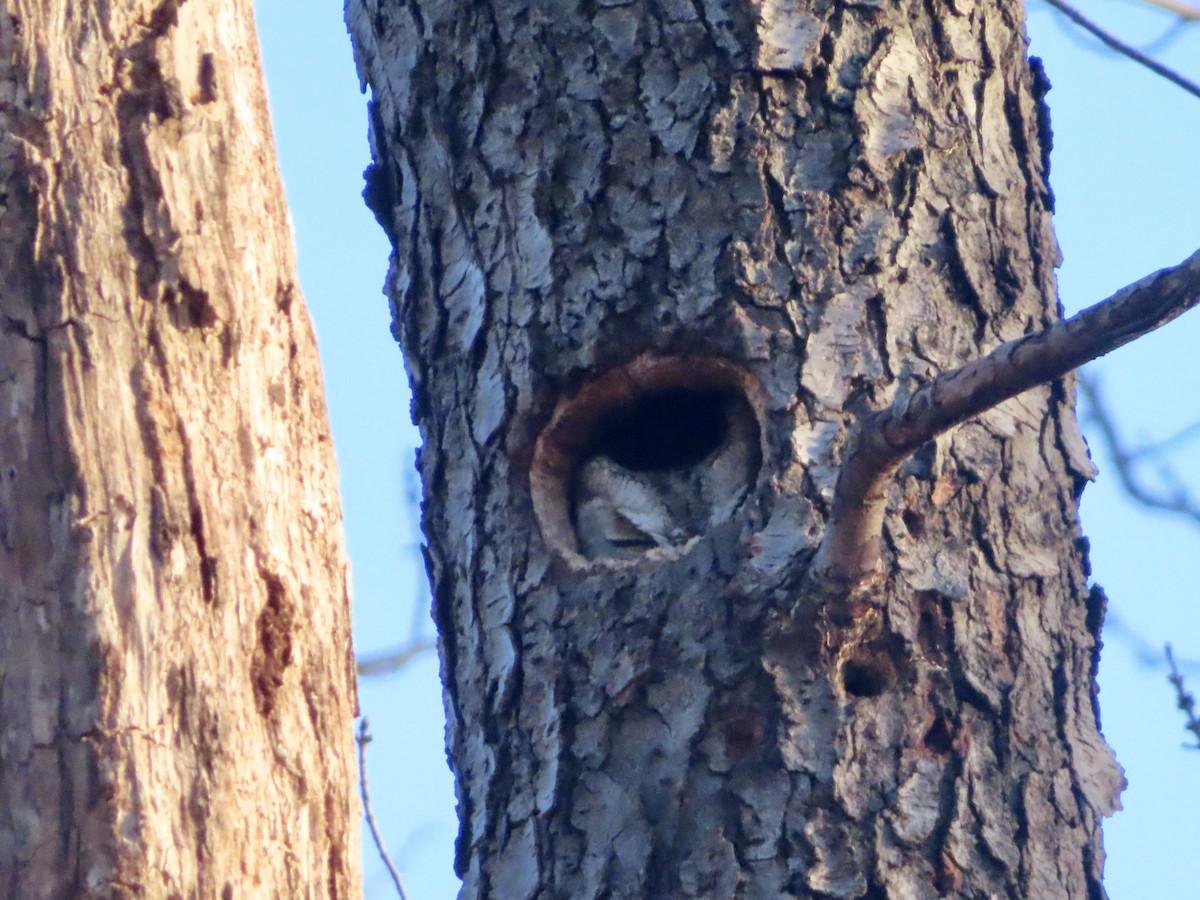 Eastern Screech-Owl - Sara Griesemer