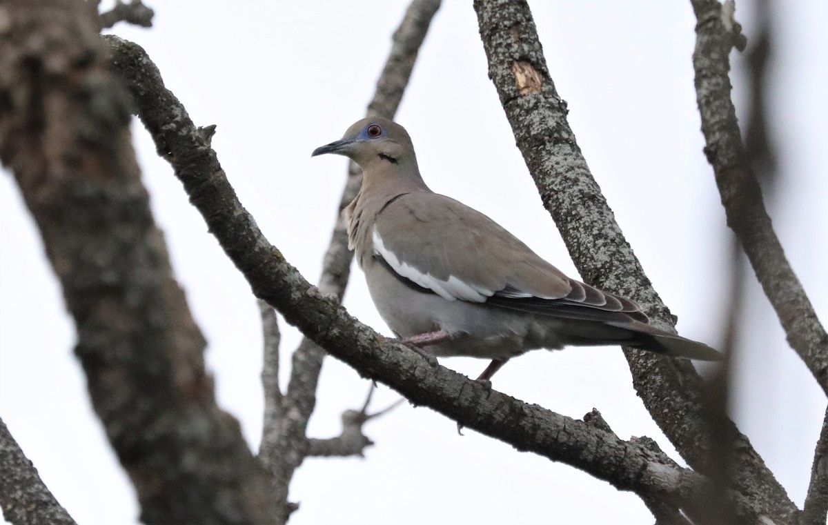 White-winged Dove - ML614575571