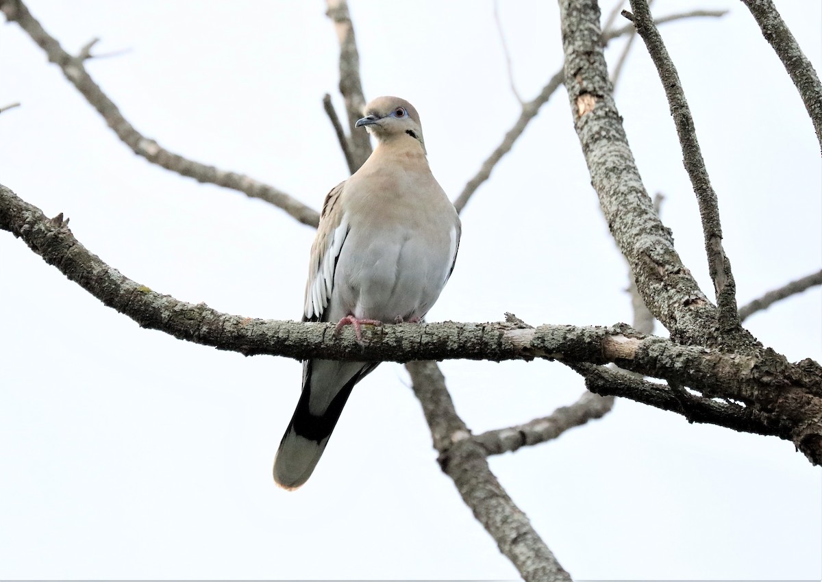White-winged Dove - ML614575579