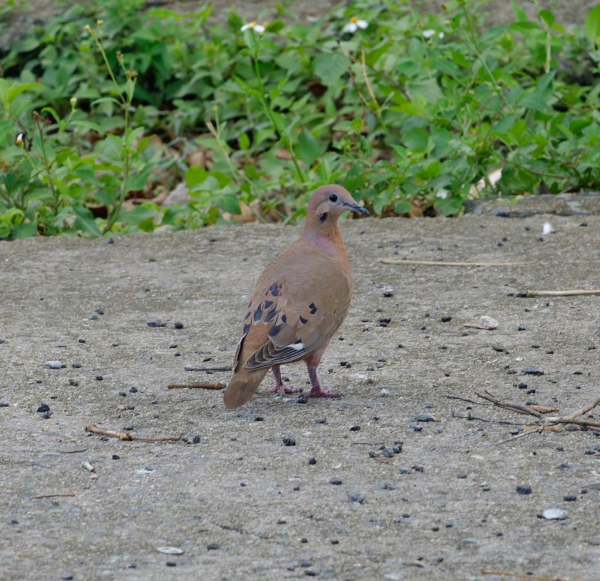 Zenaida Dove - ML614575642