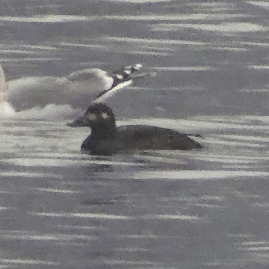 Velvet Scoter - Mateusz Sawicki