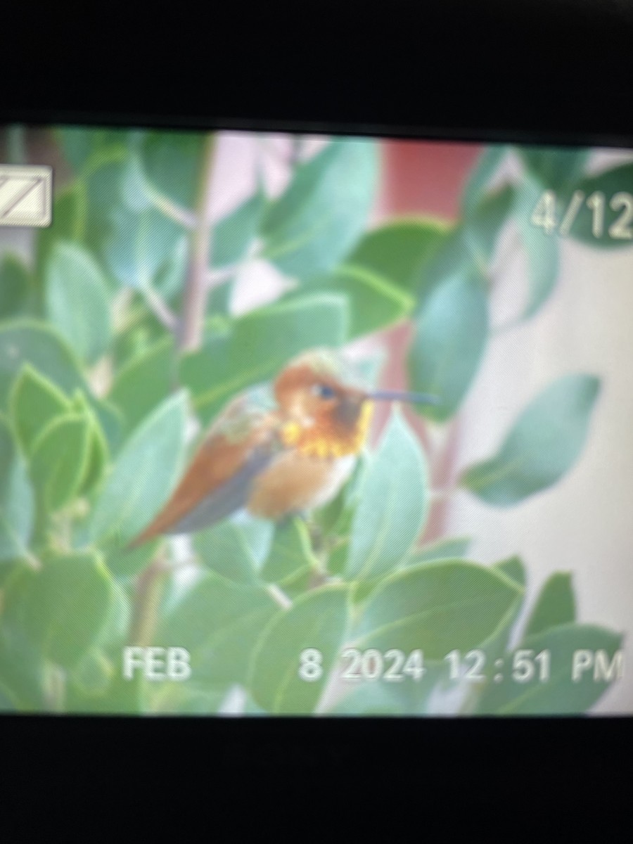 Allen's Hummingbird - Heather Craven