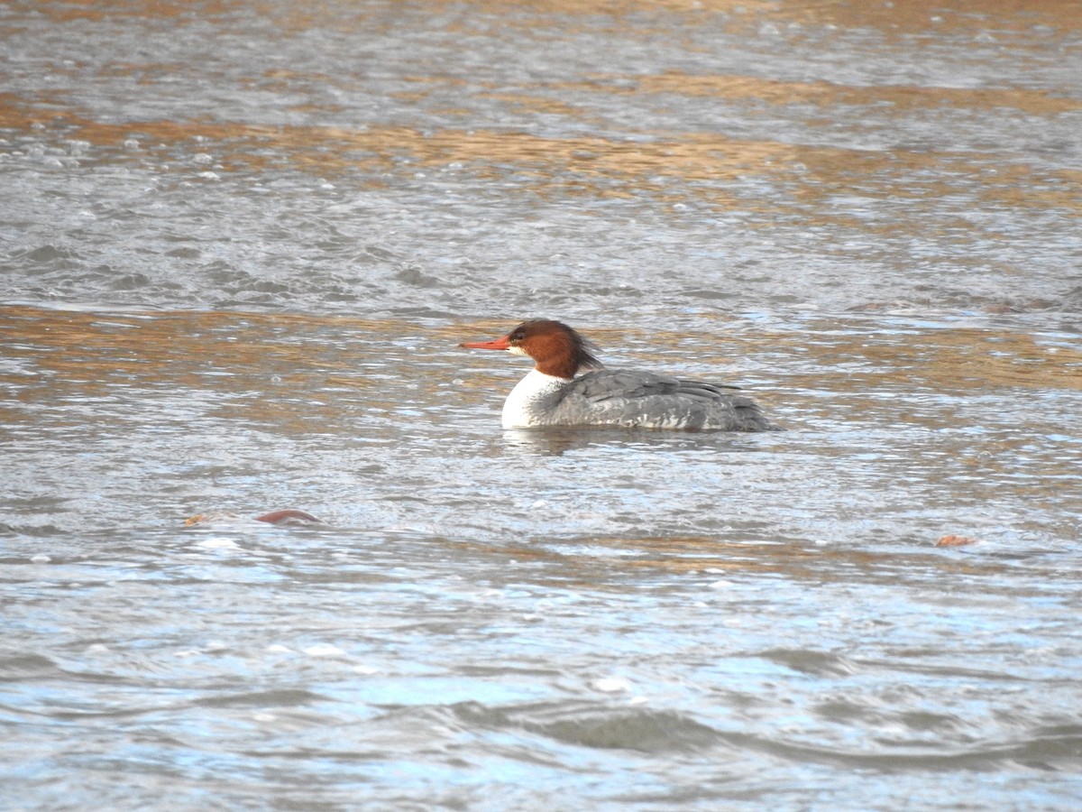 Common Merganser - ML614575808