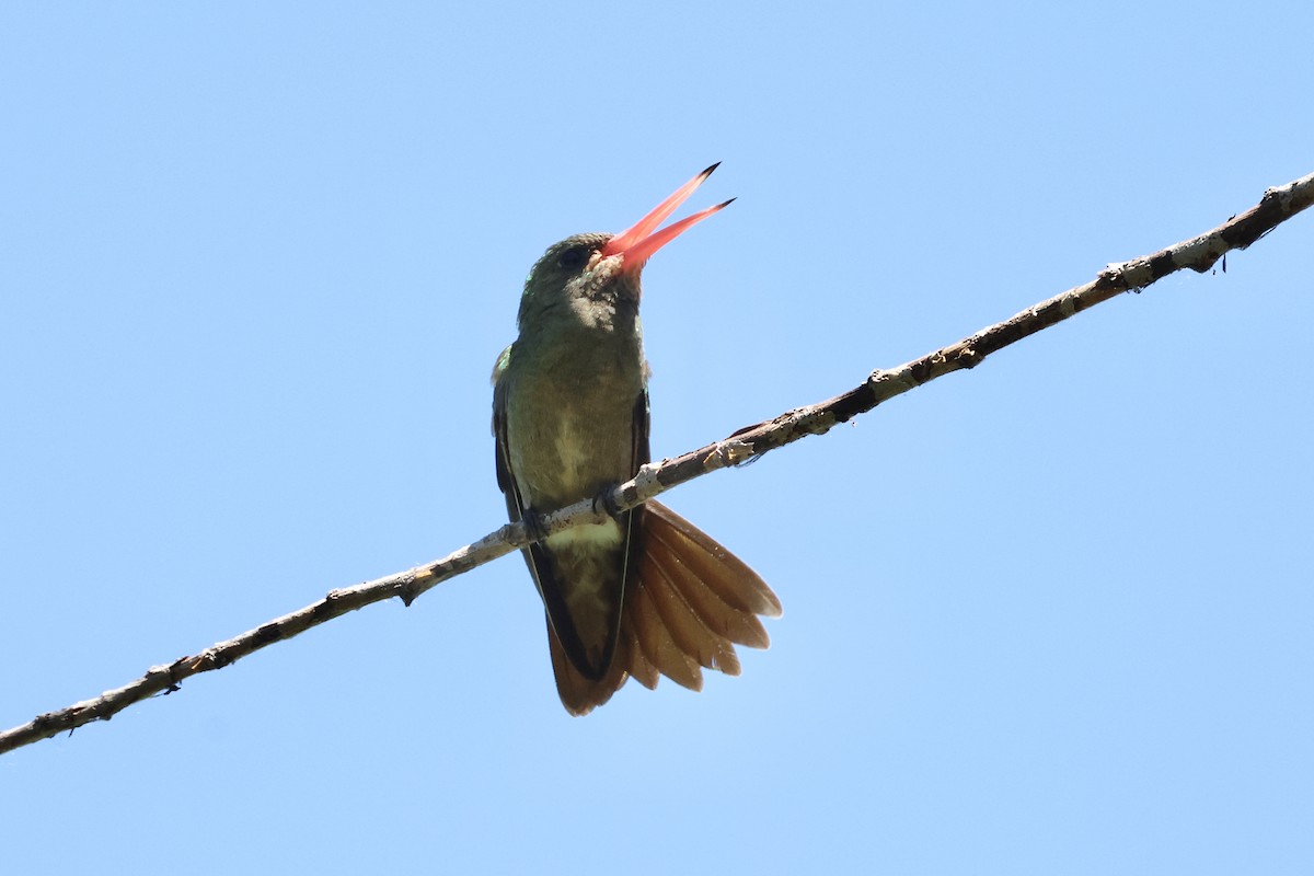 Gilded Hummingbird - ML614575810