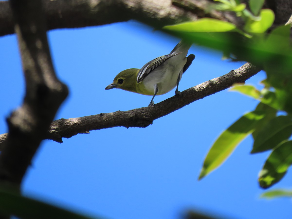 Yellow-throated Vireo - Emanuel Serech