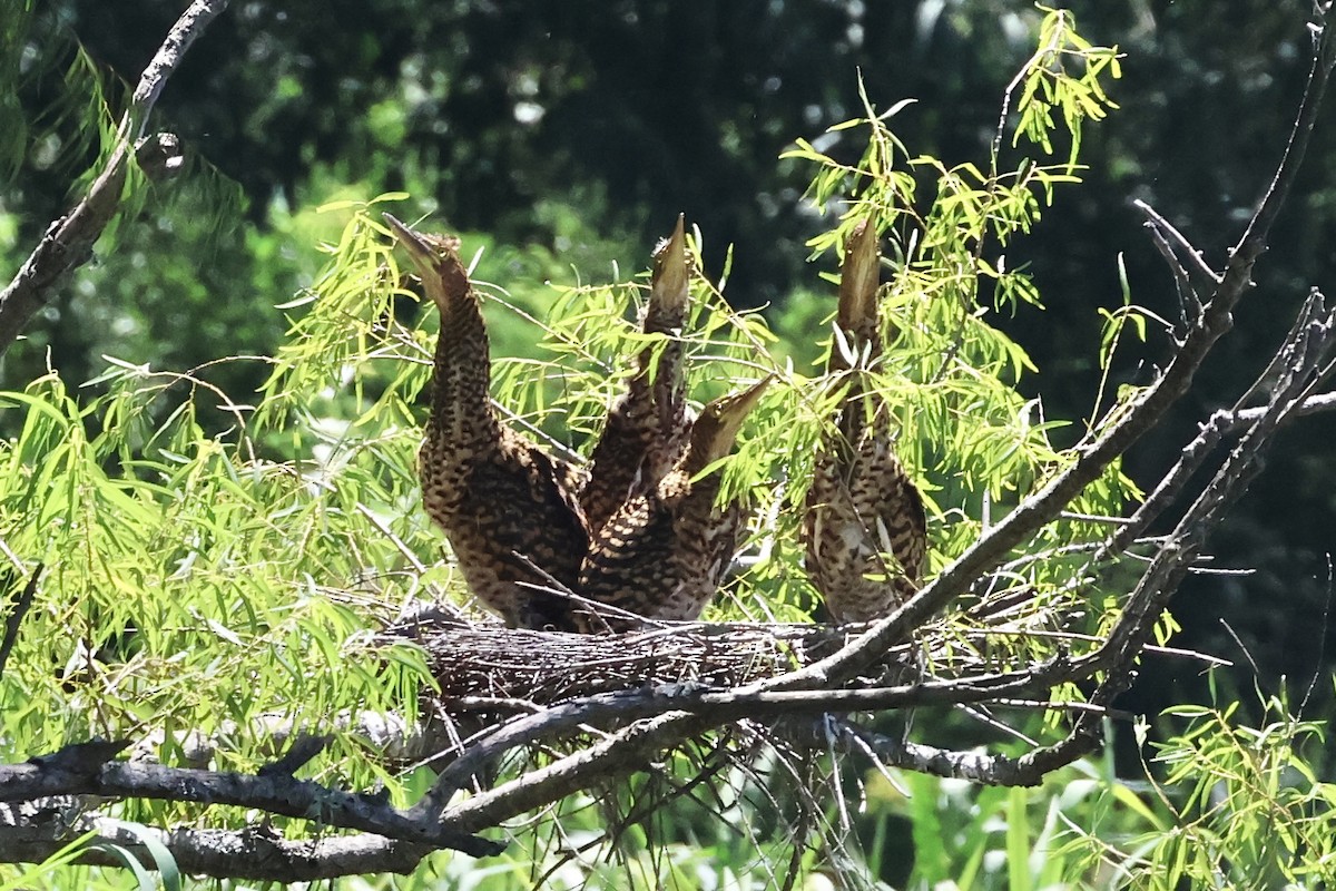 Rufescent Tiger-Heron - ML614575849