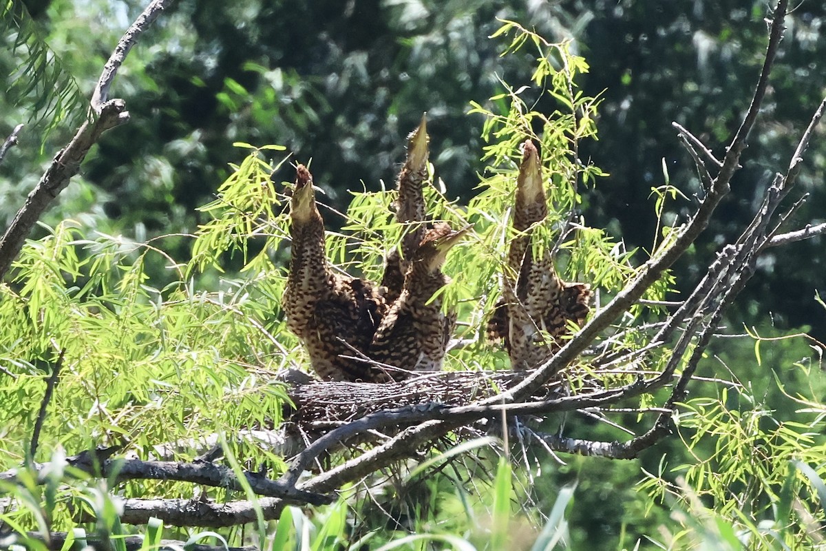 Rufescent Tiger-Heron - ML614575850