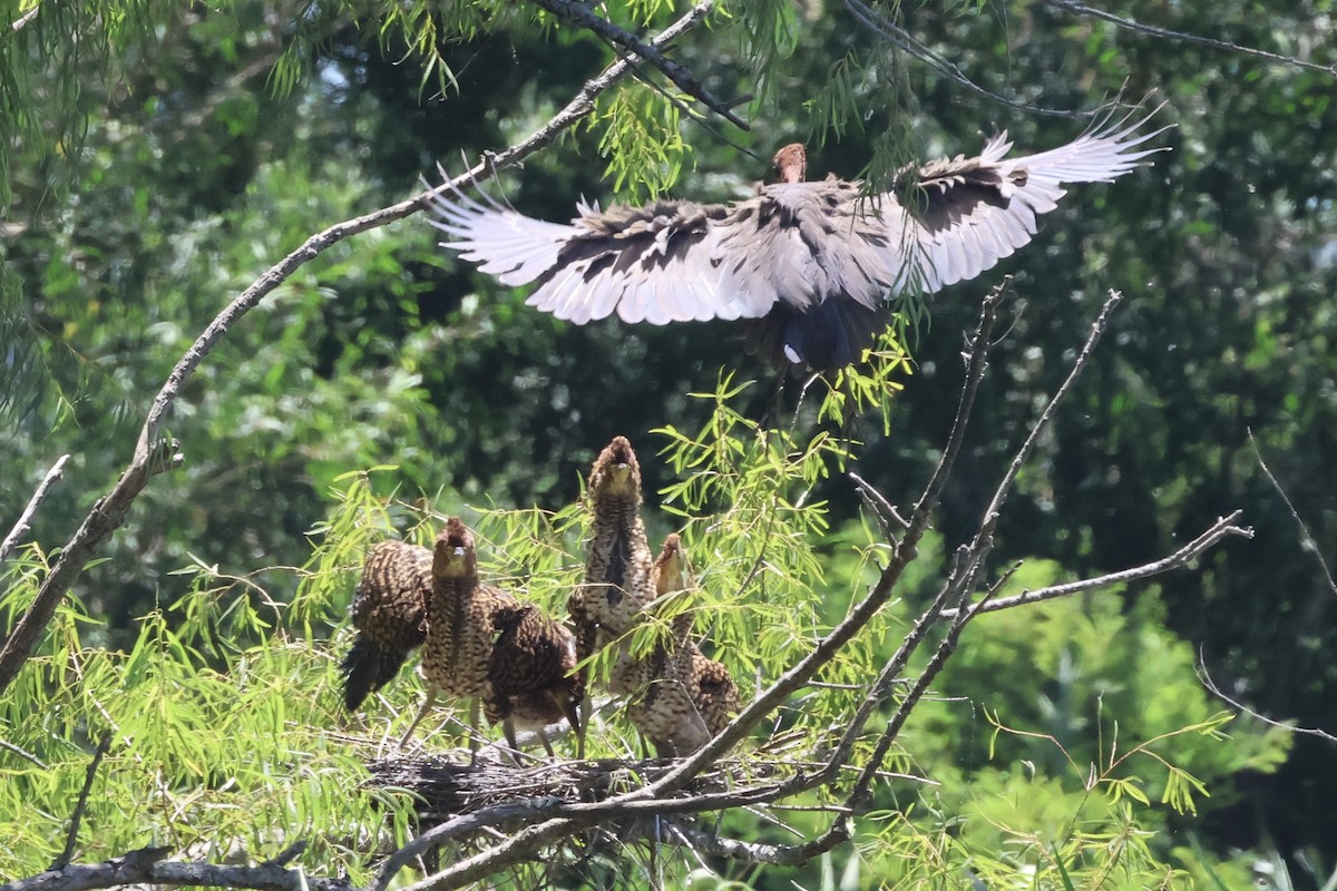 Rufescent Tiger-Heron - ML614575851