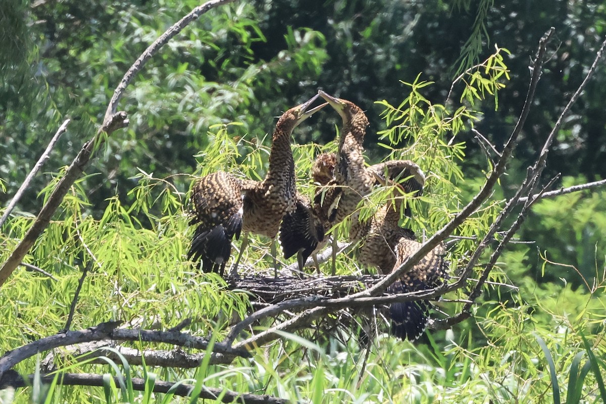 Rufescent Tiger-Heron - ML614575852