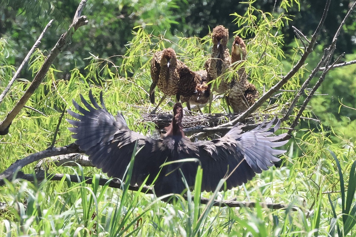 Rufescent Tiger-Heron - ML614575855