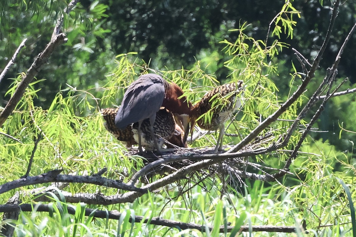 Rufescent Tiger-Heron - ML614575858