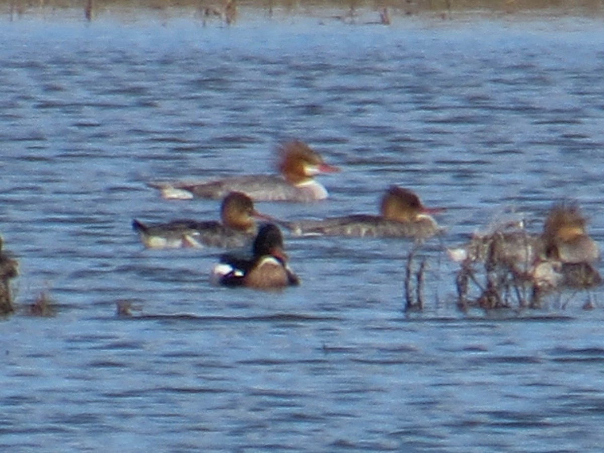 Common Merganser - ML614575881