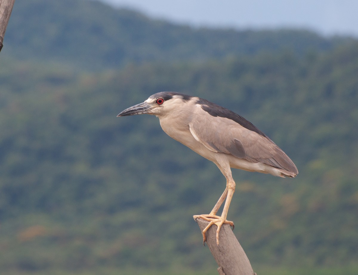 Black-crowned Night Heron (American) - ML614575897