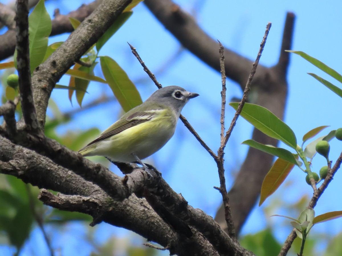 Blue-headed Vireo - Emanuel Serech