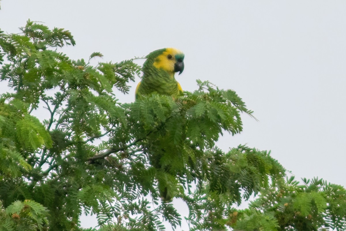 Turquoise-fronted Parrot - ML614576005