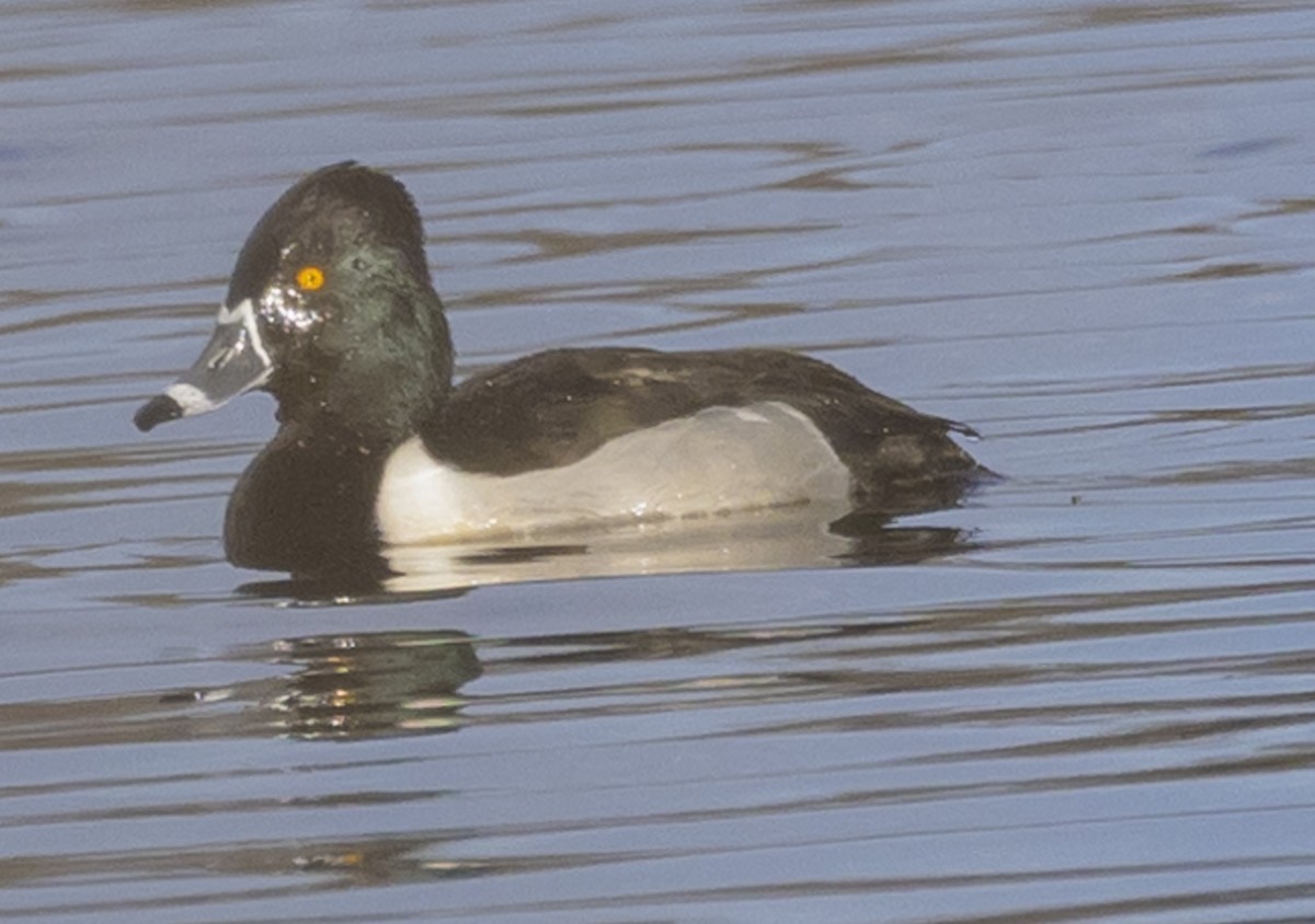 Ring-necked Duck - ML614576007