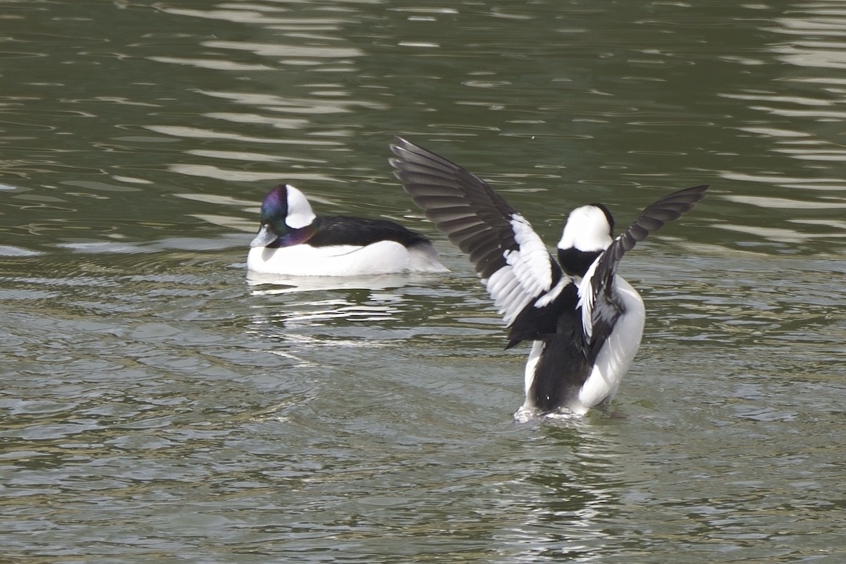 Bufflehead - ML614576044