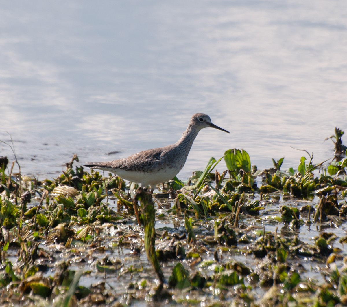 Lesser Yellowlegs - ML614576217