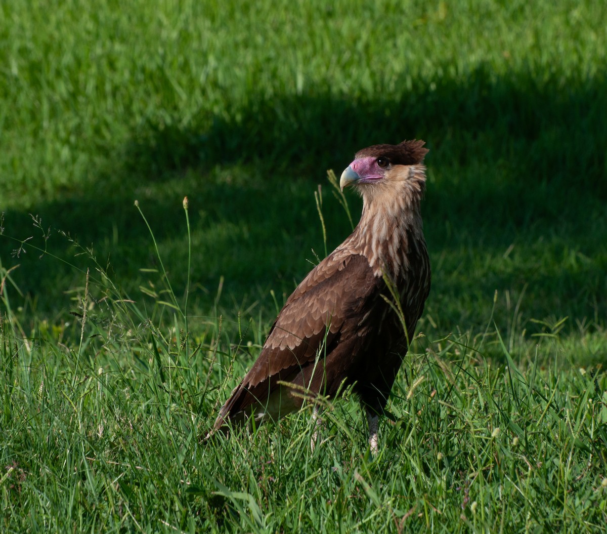 Crested Caracara (Southern) - ML614576230