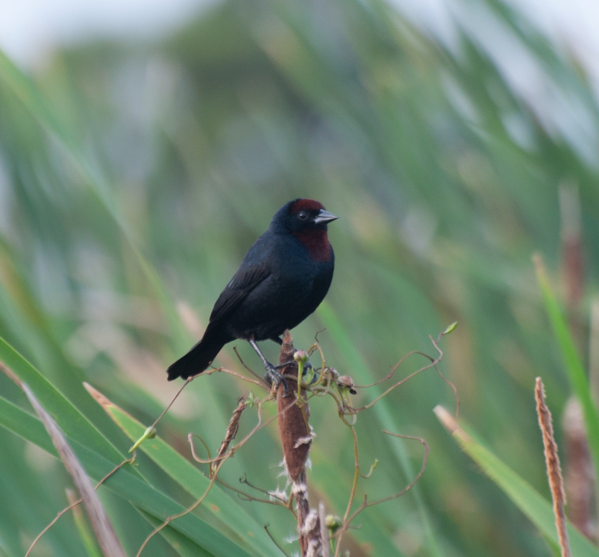 Chestnut-capped Blackbird - ML614576235