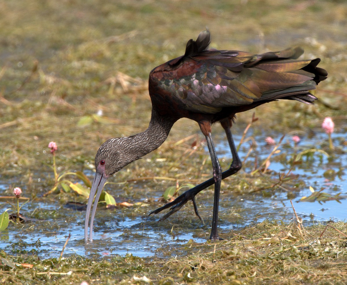 White-faced Ibis - ML614576279