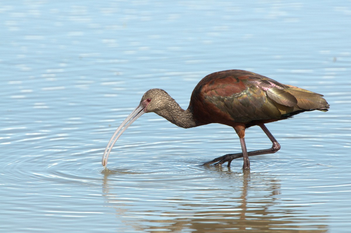 White-faced Ibis - ML614576283