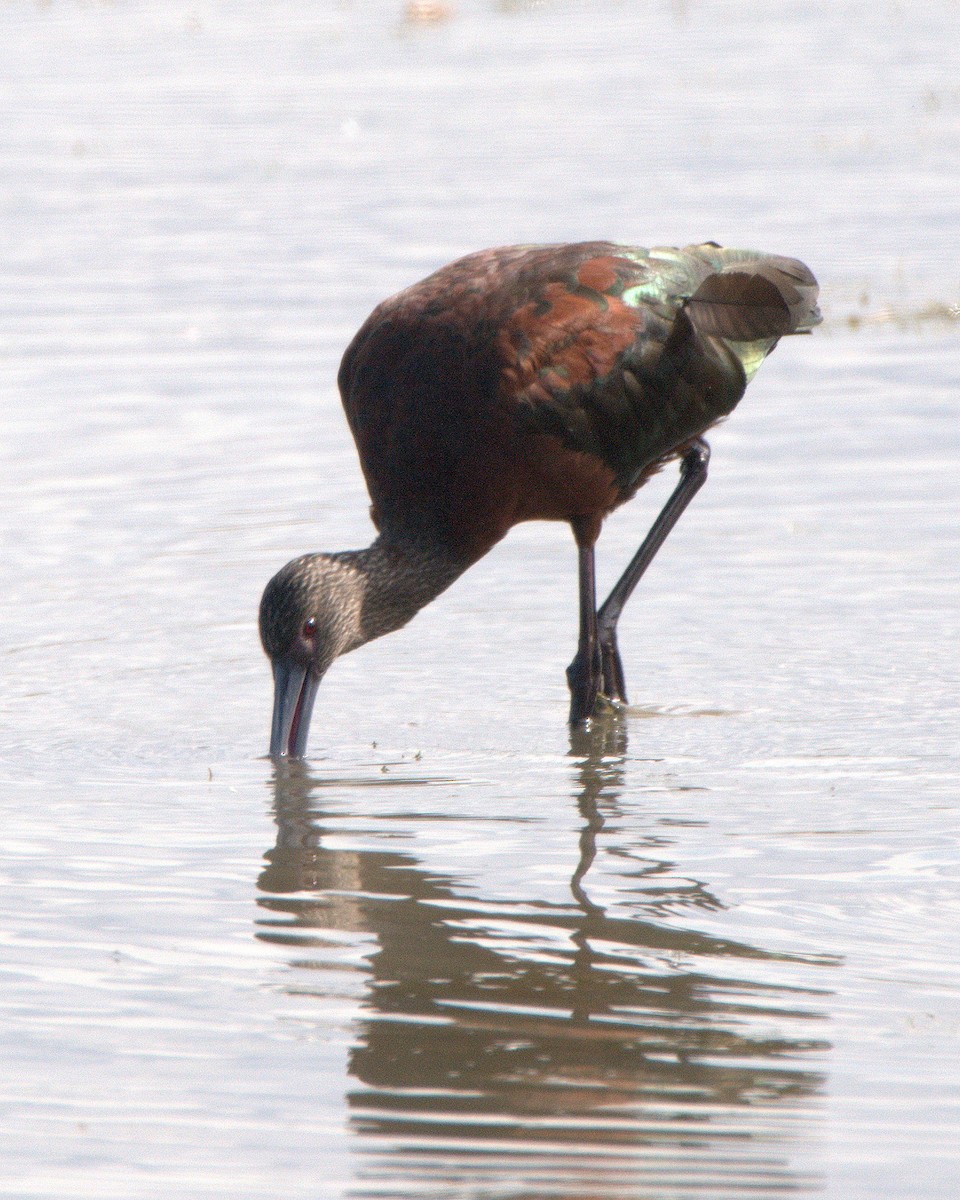 Ibis à face blanche - ML614576286