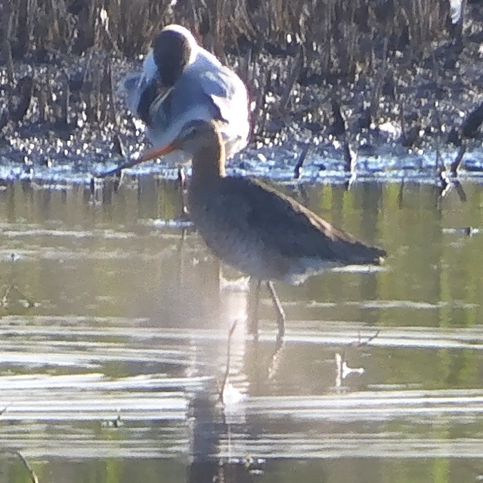 Black-tailed Godwit - ML614576330