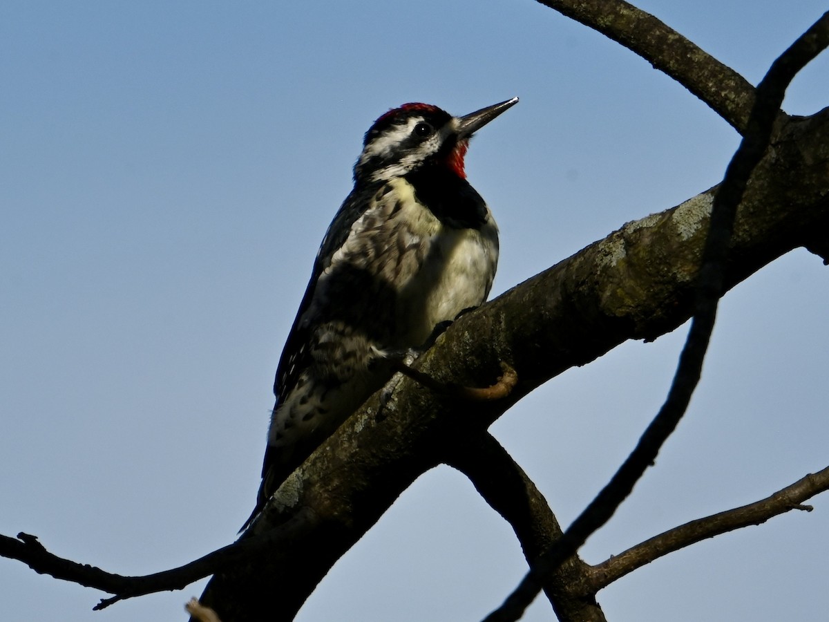 Yellow-bellied Sapsucker - ML614576356