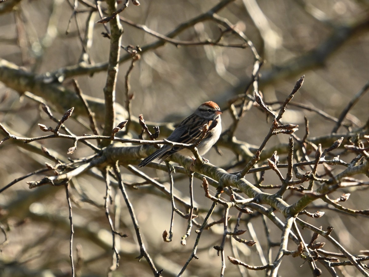 Chipping Sparrow - ML614576379