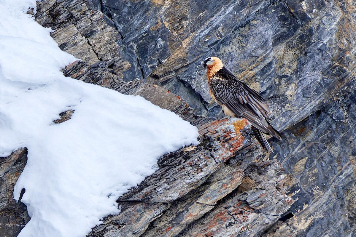 Bearded Vulture (Eurasian) - ML614576394