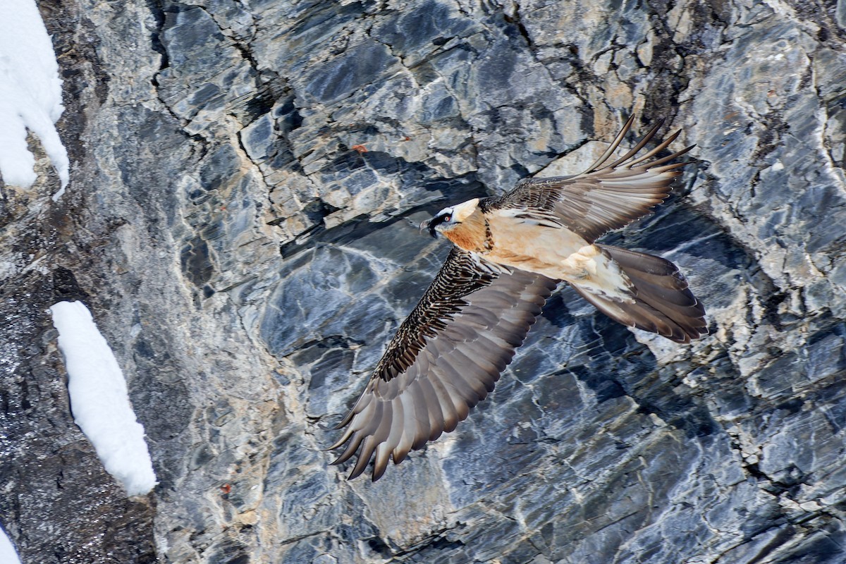 Bearded Vulture (Eurasian) - Tomáš Grim