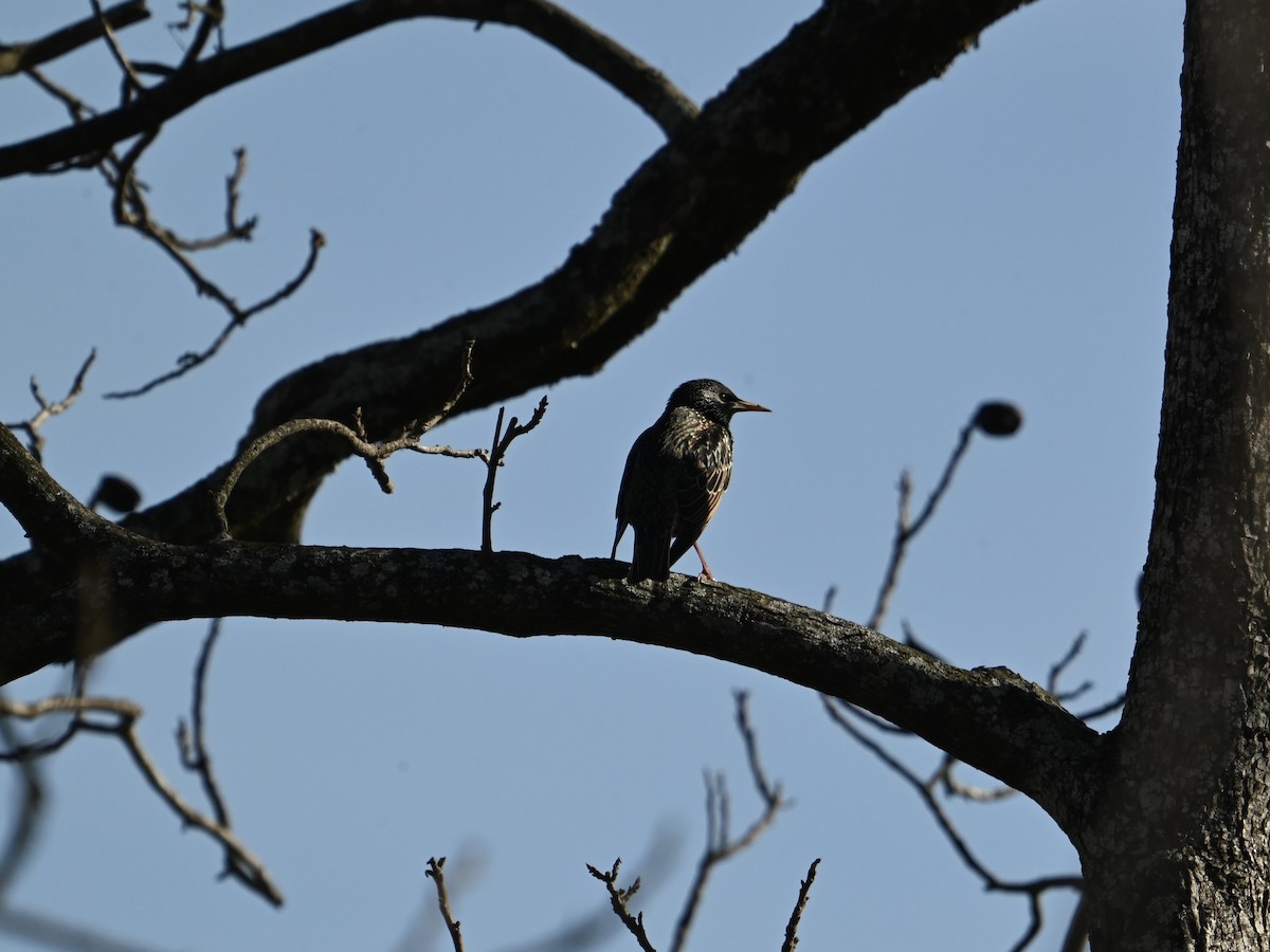 European Starling - ML614576418