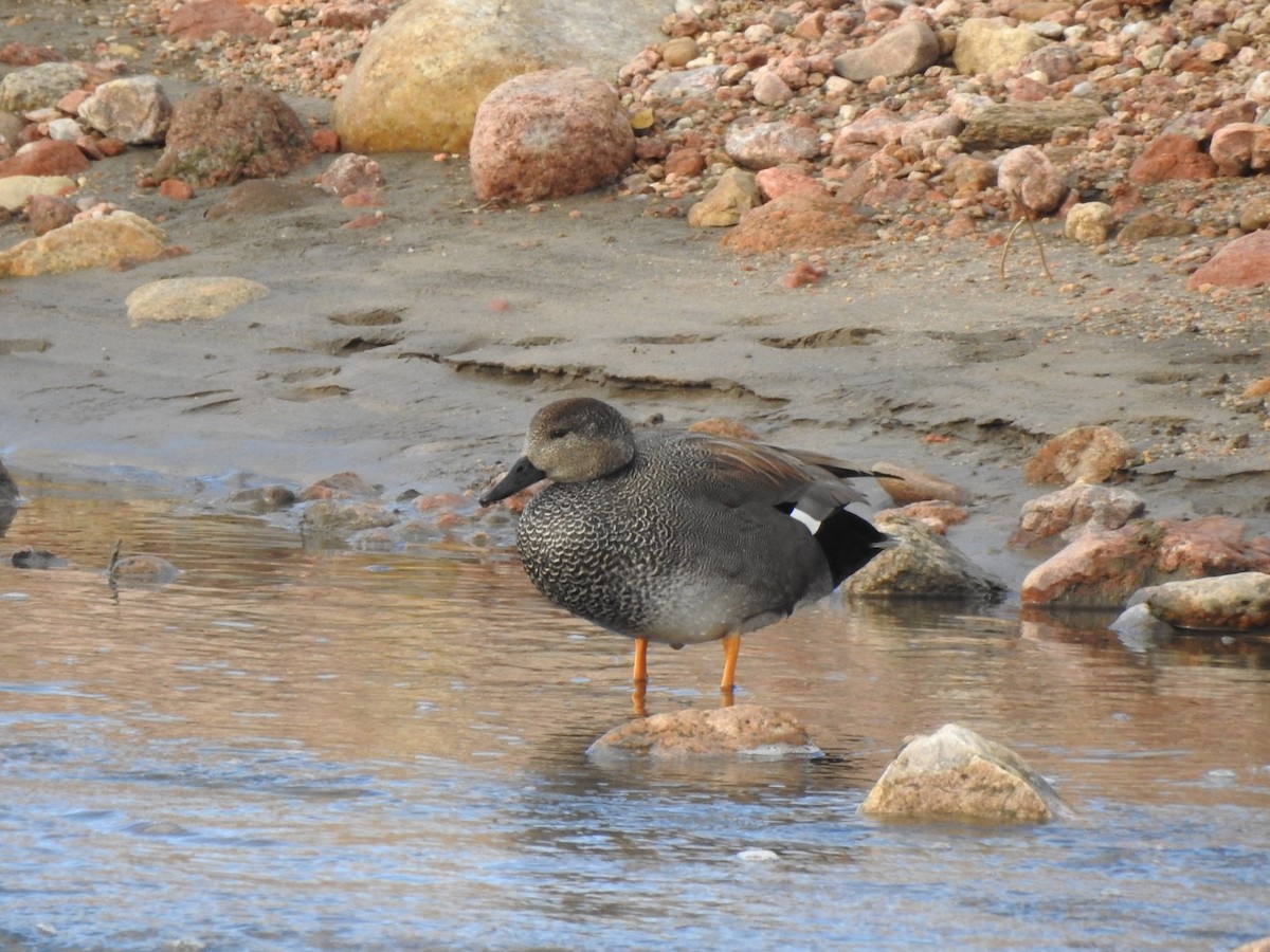 Gadwall - ML614576441