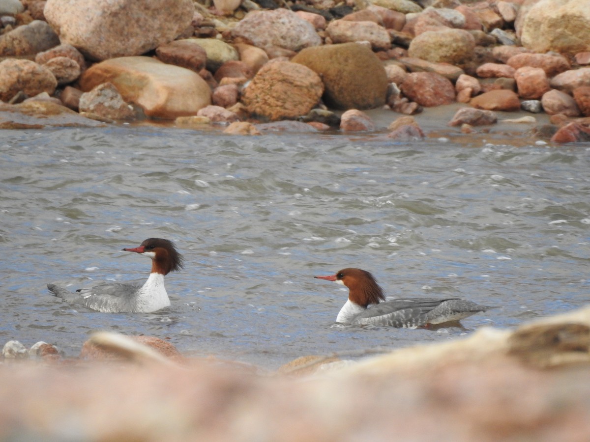 Common Merganser - ML614576463