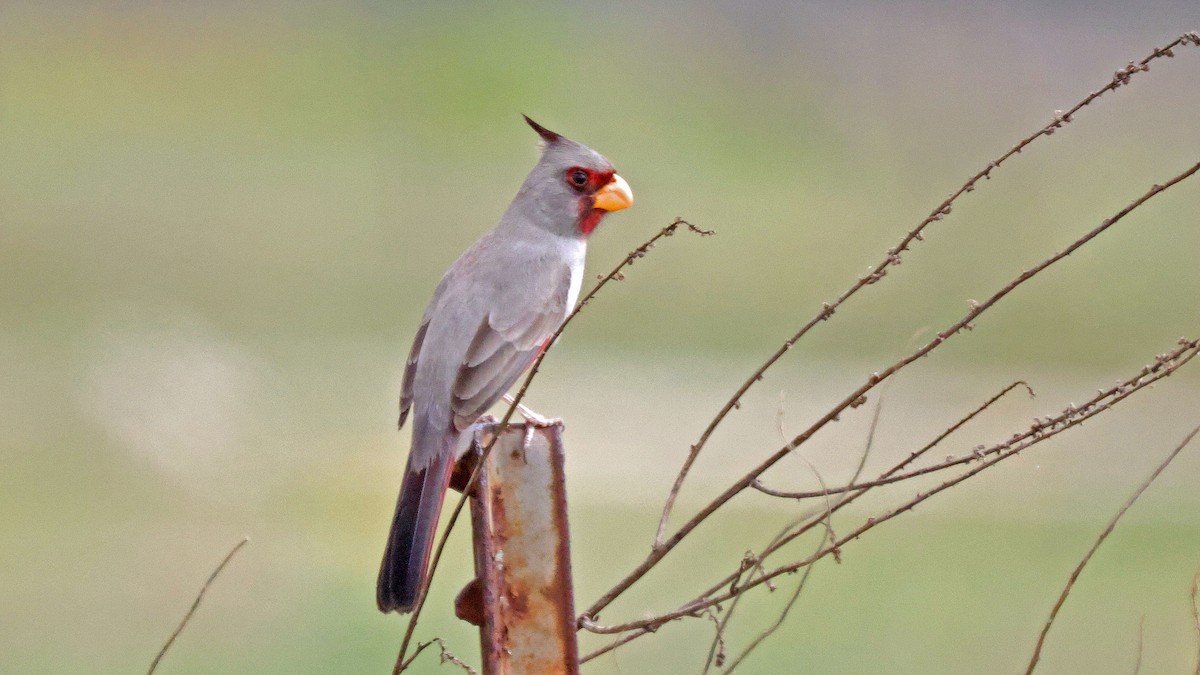 Pyrrhuloxia - ML614576464