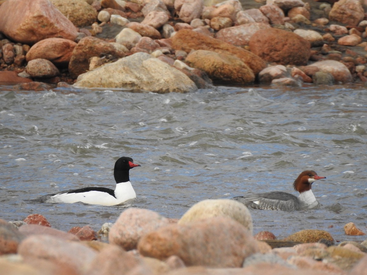 Common Merganser - ML614576465