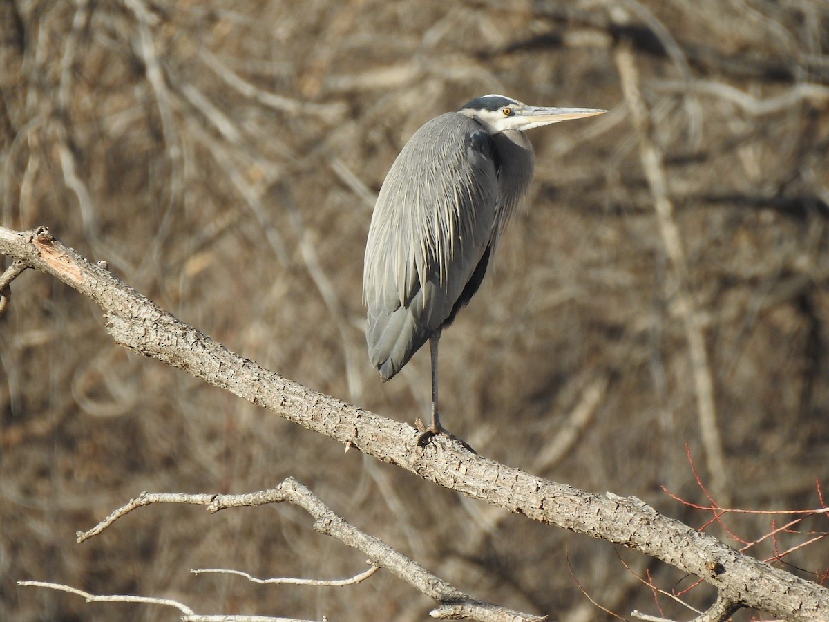 Great Blue Heron - ML614576475